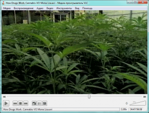 Программа для просмотра видео скачать бесплатно