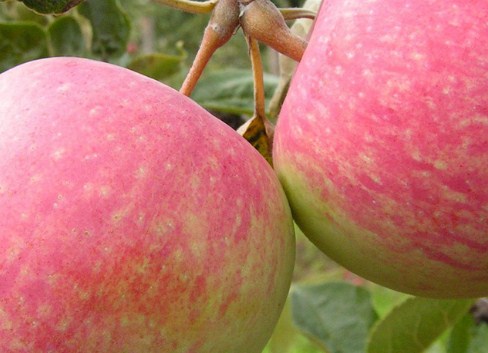 Как выбрать и приобрести саженцы яблони 'Конфетное'